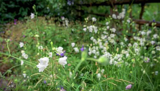 1. Giv plads til naturen i din have