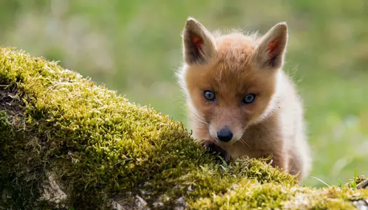 Sådan kan du hjælpe ræven
