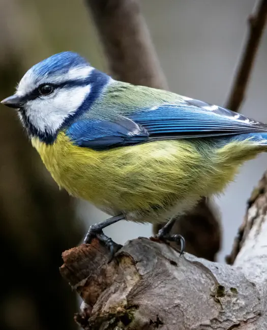 Fugle der elsker solsikkekerner