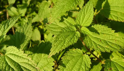 Lav selv brændenældete