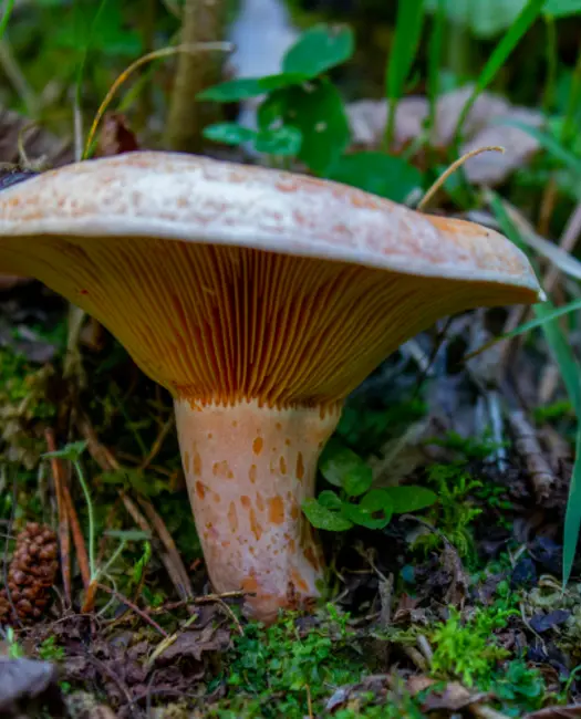 Velsmagende mælkehat