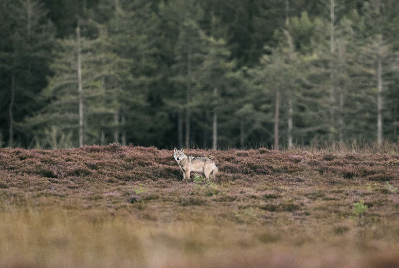 9 myter om ulve, heste og hegn