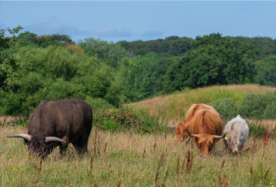 Ny udstilling om rewilding åbner på Skovsgaard