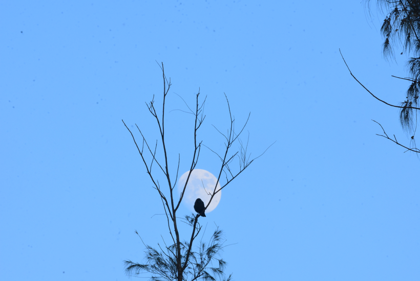 Hører du også fuglestemmer om natten?