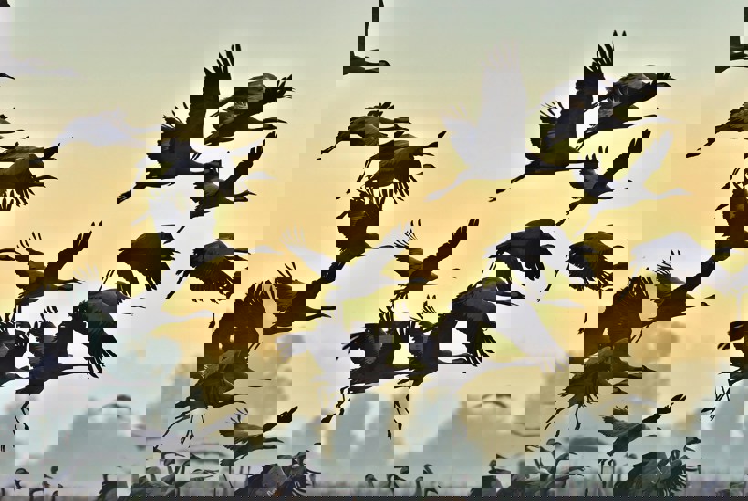 Tranen vender tilbage! Og den bliver hele vinteren