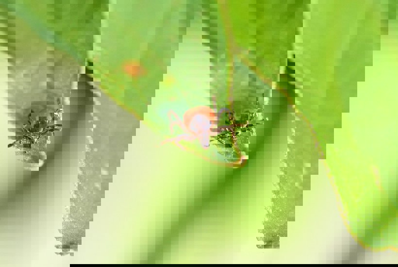 Sæson for skovflåter: 6 gode råd for at undgå bid og sygdomme