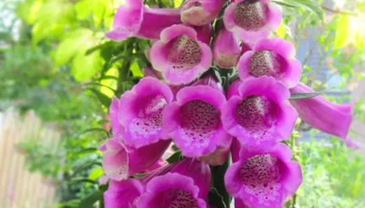 Fingerbøl (også kaldet digitalis)