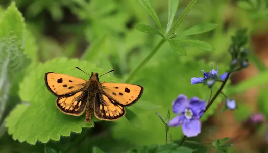 Sortplettet bredpande