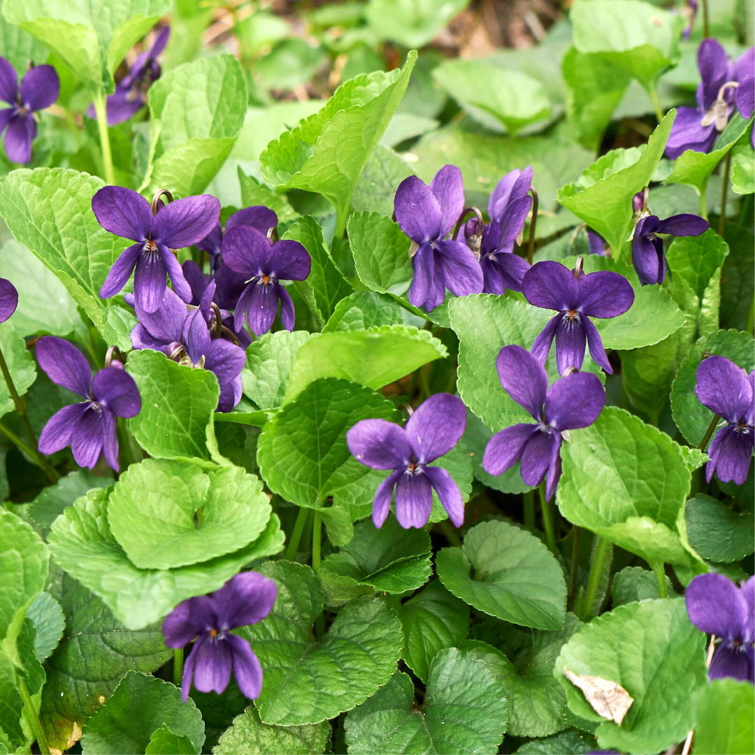 Martsviol