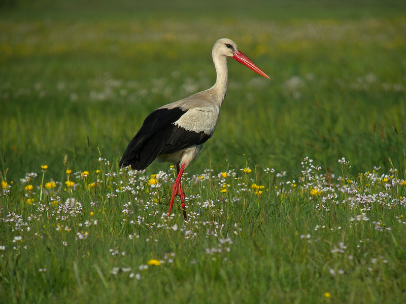 Hvid stork