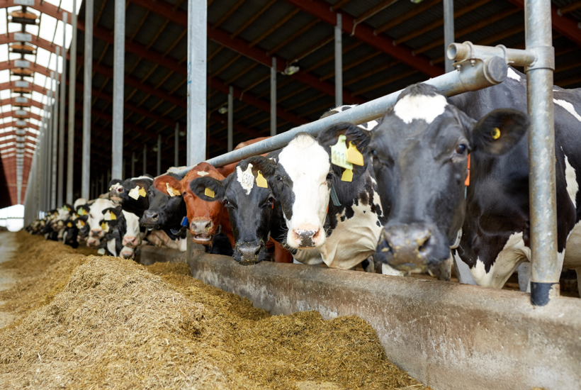 Klima- og dyreorganisationer: Der er en glemt drivhusgas, som Danmark skal tage ansvar for