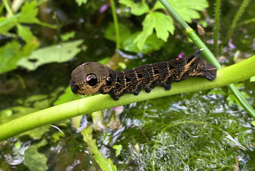 Se larven, der ligner en slange – netop nu