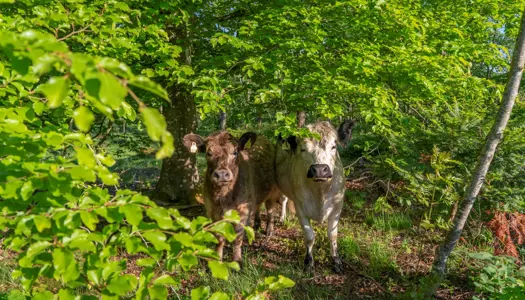 Truet sommerfugl trives i Aalborgs kommende naturparadis