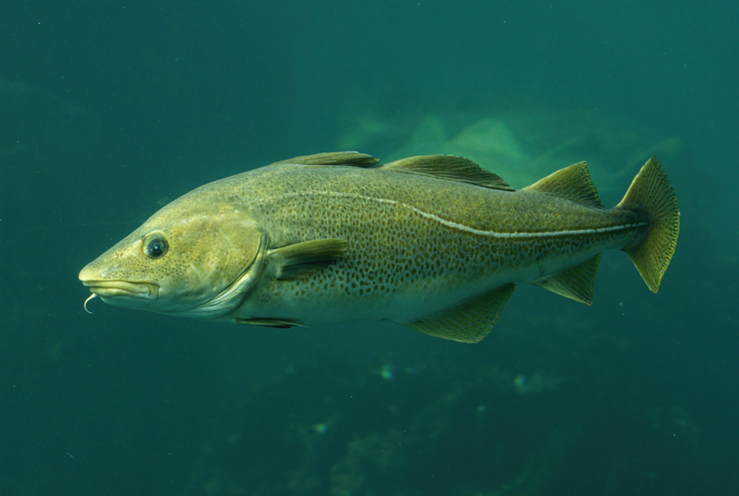 Politikerne trodser anbefalingerne: Torskefiskeri fortsætter i 2026