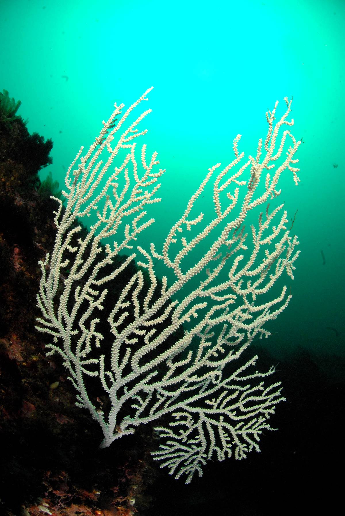 Pink sea fan