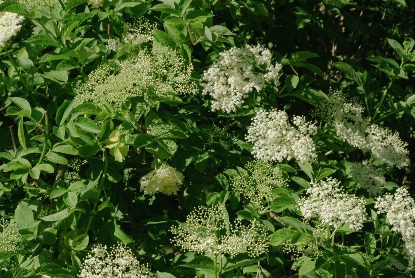 Gå ud og pluk! Sommerens urter og blomster kan trylles om til magiske opskrifter