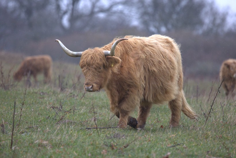 Naturnationalparker er nu et skridt nærmere