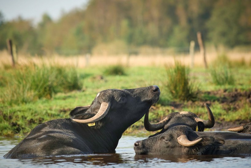 Fra jurist til mosekonge: Martins modige eksperiment skaber den vildeste natur