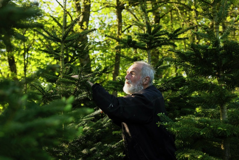 Han dyrker juletræer uden gift – mens resten skaber evighedskemikalier