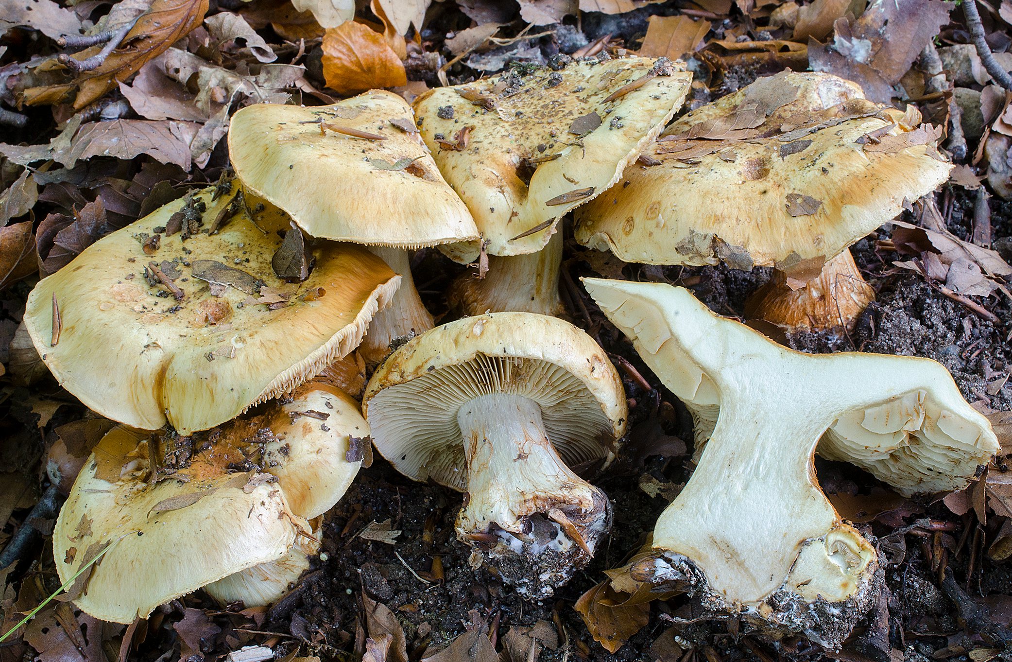 Ekstra svampet i Kolding