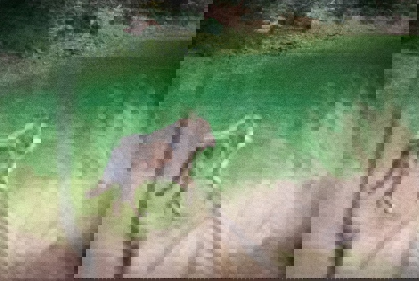 Nu bliver det nemmere at skyde ulve - Men retningslinjerne er bekymrende uklare!