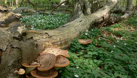 DN kæmper for mere og vildere skov