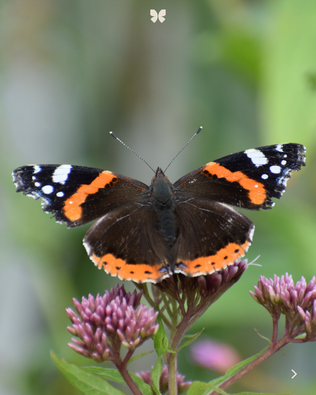 Skab liv for insekterne i haven: Derfor skal du lade frugten ligge 