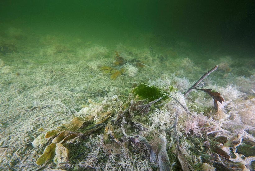 Skarp kritik af tilsyn med landbrugets udledning af kvælstof