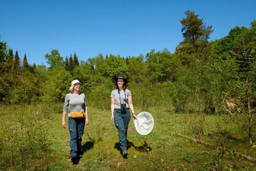 Danmark et af få lande, der ikke overvåger sommerfugle: Det vil frivillige nu lave om på