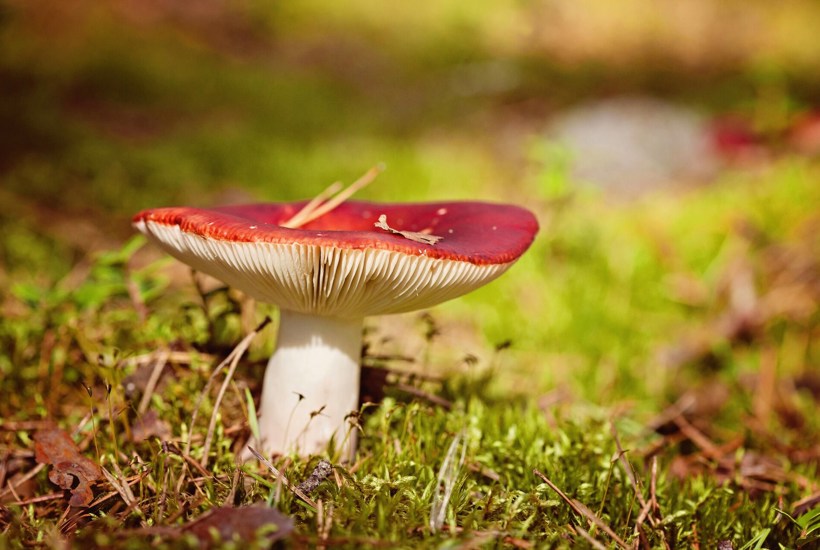 Næsten umuligt at fjerne PFAS og plastik: I fremtiden kan naturens egne skraldemænd måske være løsningen 
