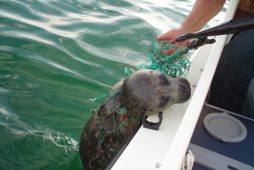 Sæl fanget i spøgelsesnet: - Den var låst fast og kunne hverken dykke eller svømme