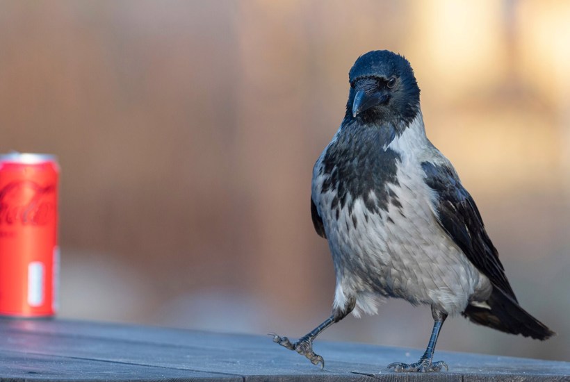 Danmarks klogeste fugl? Kragen forbløffer forskerne