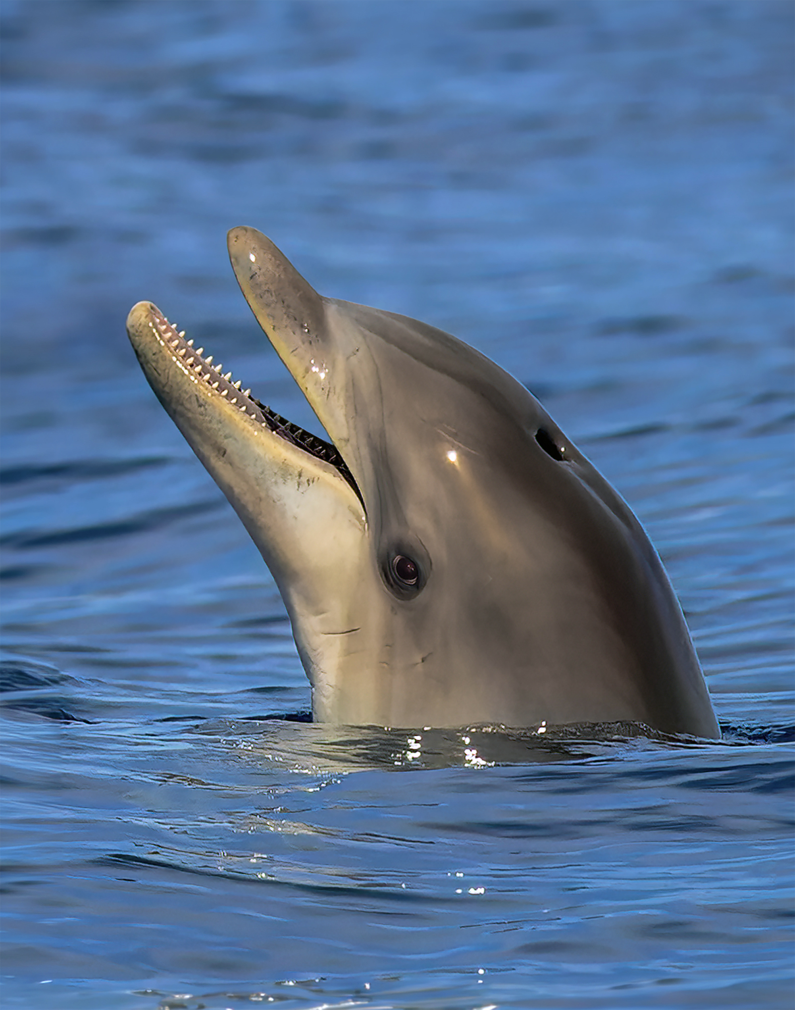 Fantastiske skabninger: Delfin