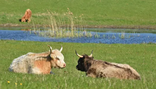 Hvad er en naturnationalpark?