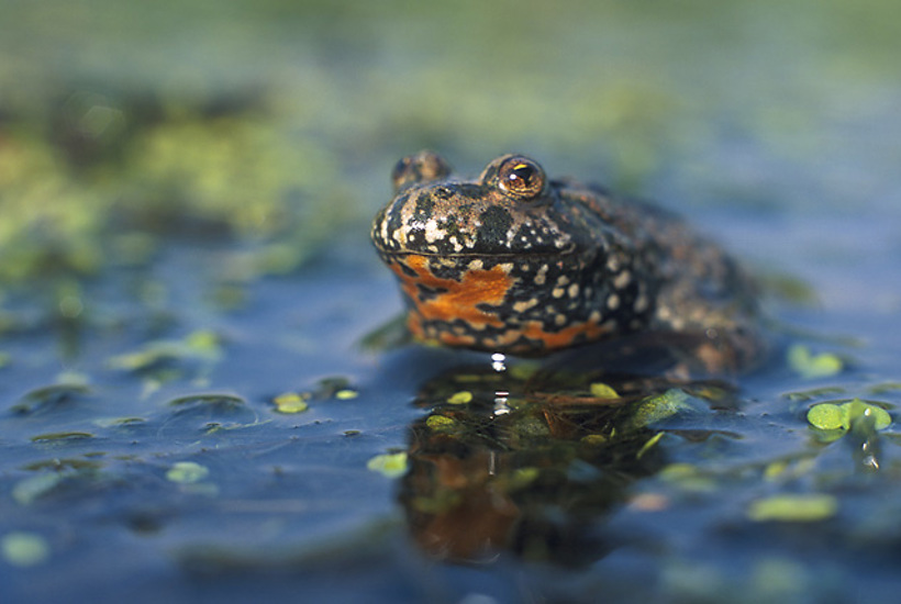 Oplev den fantastiske natur, som Grøn Trepart kan give os meget mere af