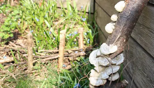 3. Lad væltede træer og grene ligge