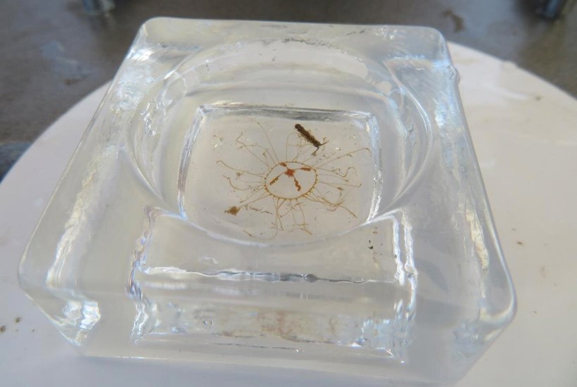 Ny giftig gople fundet i Danmark: Sådan skal du forholde dig