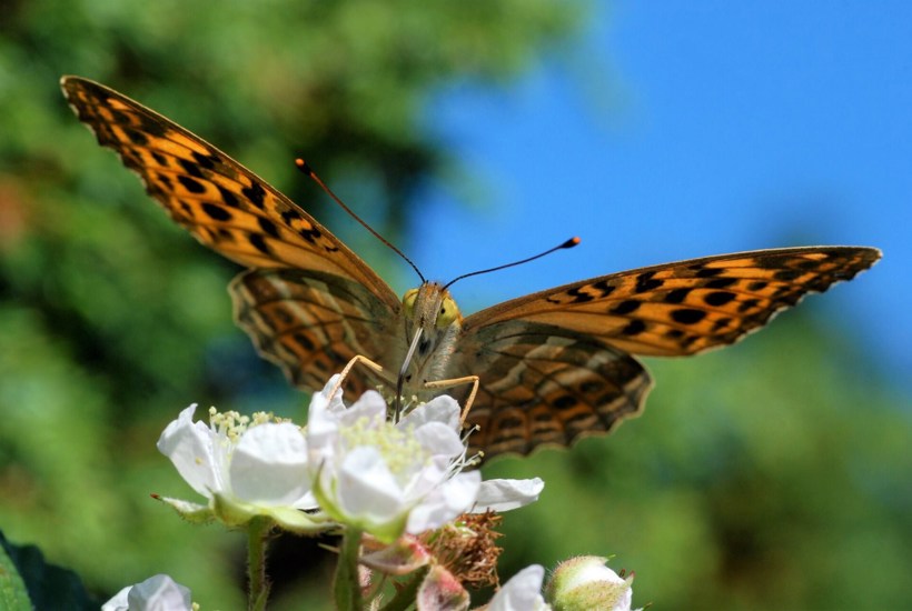 Se ekspertens 5 favorit sommerfugle – og hvordan du nemt finder dem