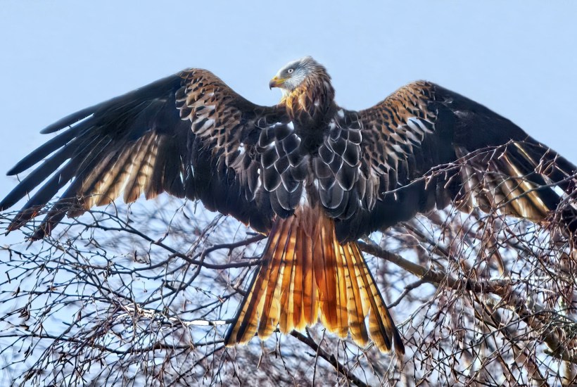 Smuk rovfugl i stor fremgang 