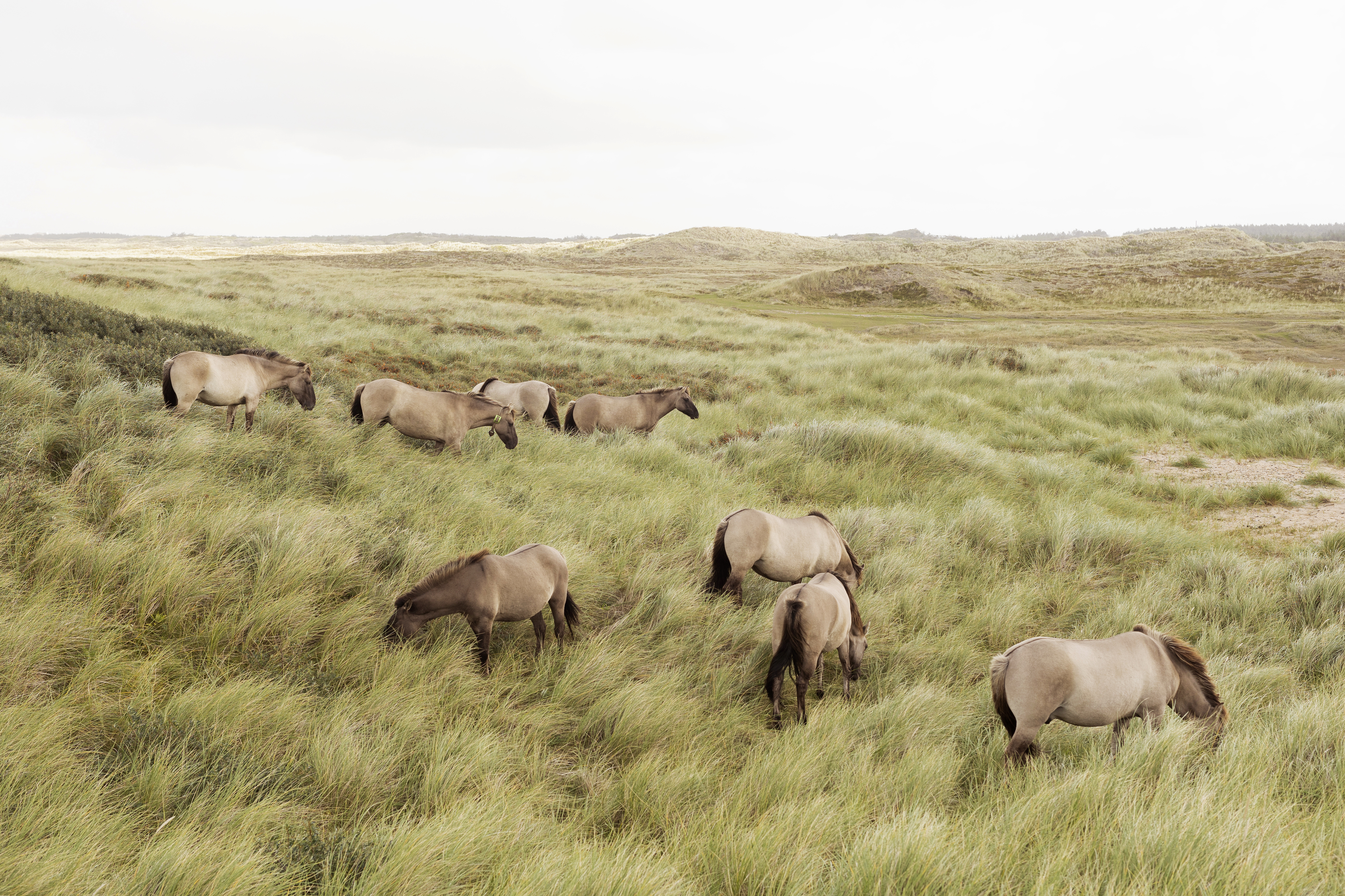 Tema: Vild natur