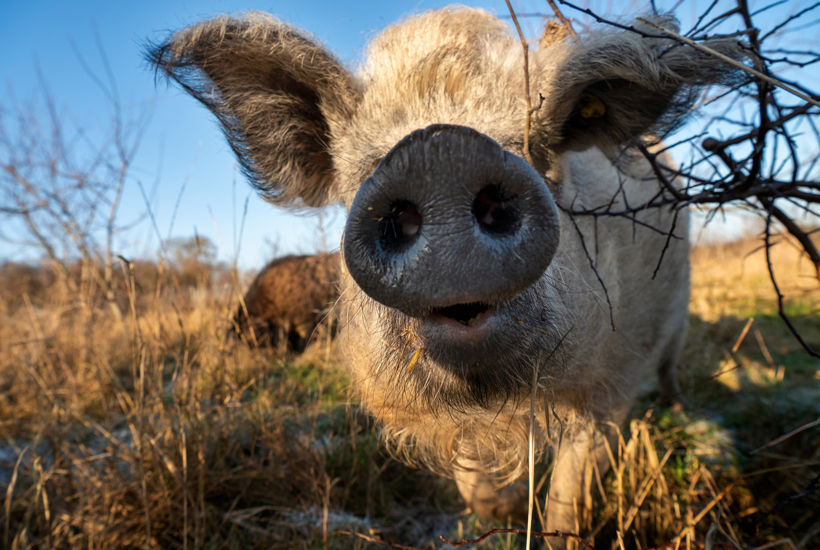 Systemisk dyremishandling: Et landbrug på dyrenes bekostning