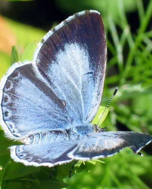 Et festmåltid for havens insekter