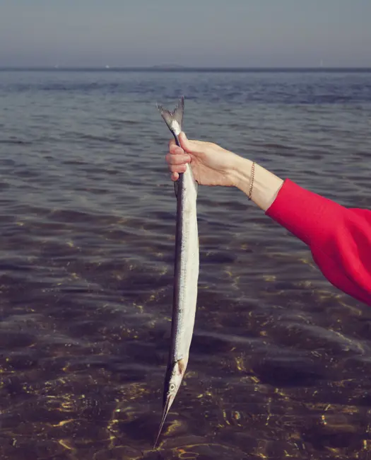 For lidt skånsomt fanget fisk