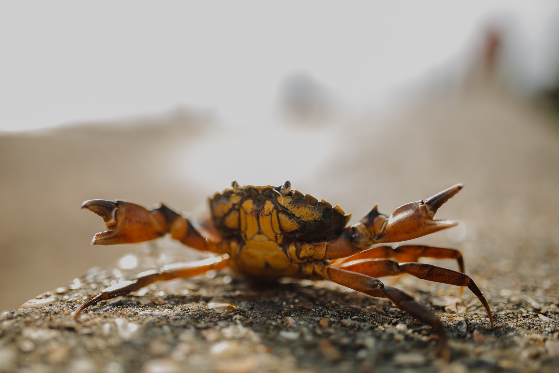 Hjælp havet i din sommerferie: Fang og spis en strandkrabbe 