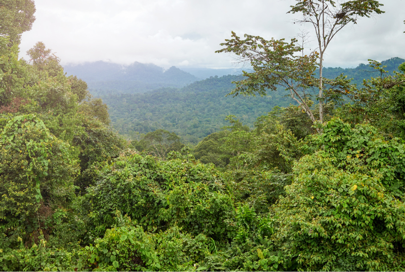 Sådan undgår du den ultrapopulære ingrediens, der rydder regnskov