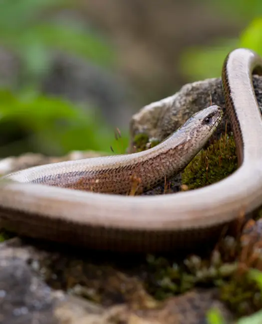 Lav varme steder i haven og få besøg af stålormen