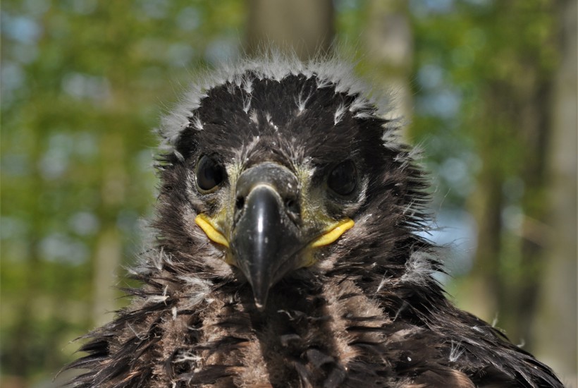 Havørns rede fældet midt i ynglesæsonen 