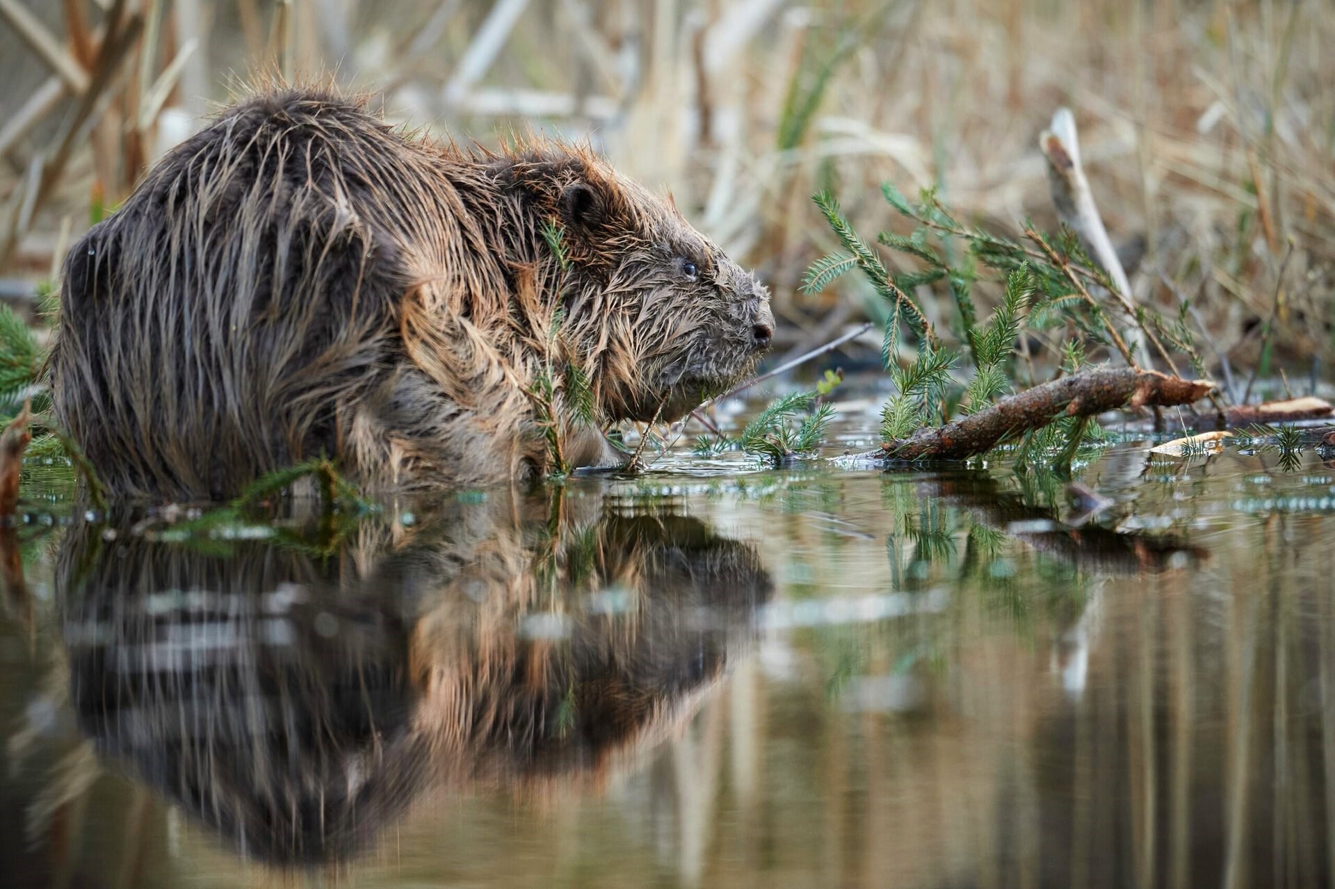 Bæveren er tilbage - den genopbygger den danske natur