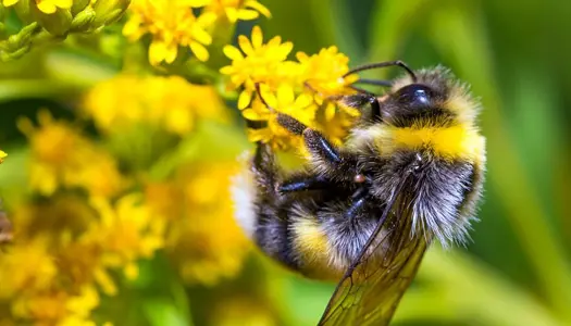 Fantastiske skabninger: Bier har følelser og elsker at lege