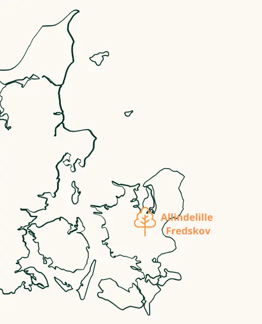 Her kan du opleve urørt skov i Danmark